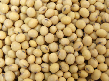 soybean